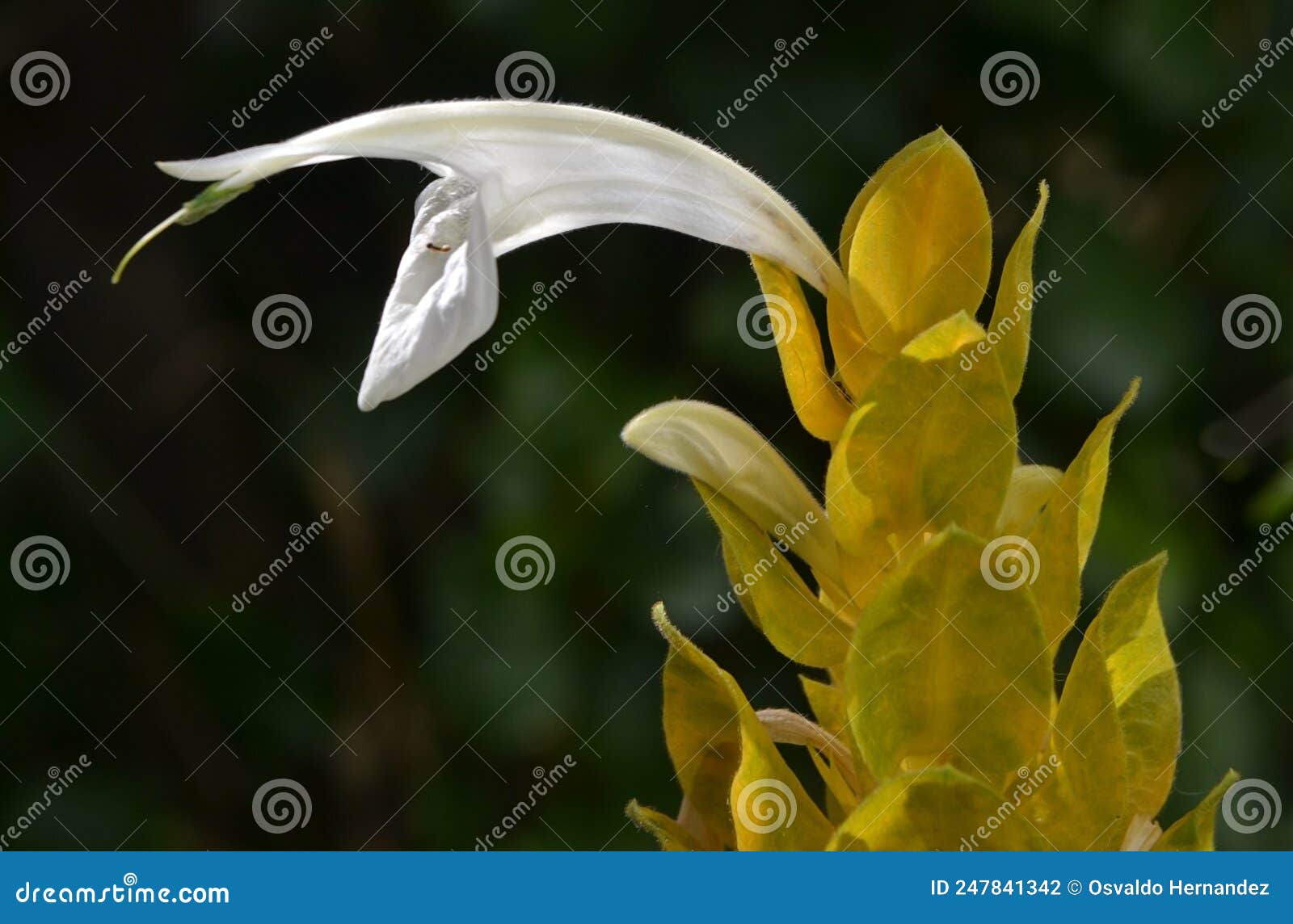 detalhe em branco da flor do camarÃÂ£o amarelo